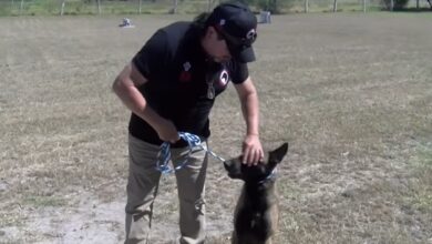 Photo of La UAT implementó cursos de adiestramiento canino K9