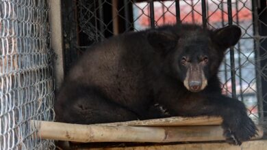 Photo of Resguarda Zoológico Tamatán a una osezna, un lince y un ocelote