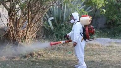 Photo of Baja en 40 por ciento casos de dengue en Tamaulipas