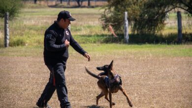 Photo of Estudiante de la UAT aporta su experiencia en adiestramiento canino al servicio comunitario