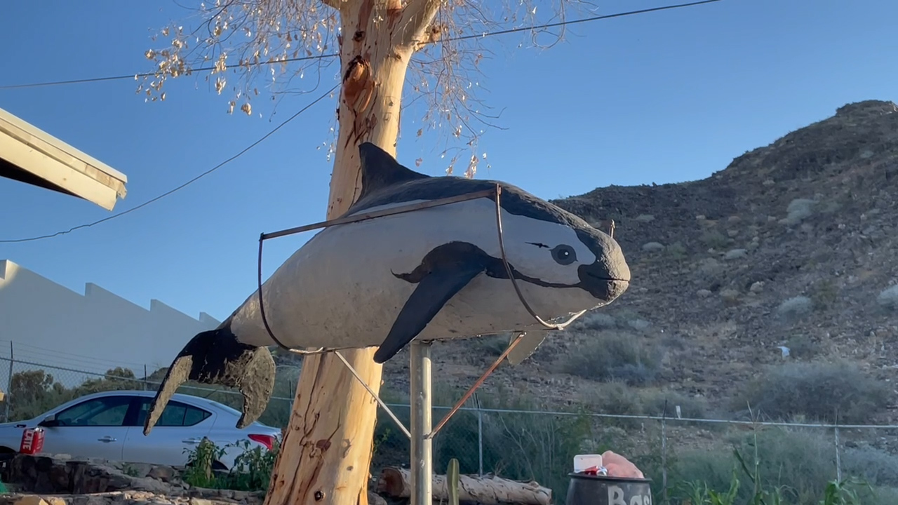 Escultura de vaquita marina en tamaño real en casa de uno de los buzos entrevistados para este reportaje. La creó para actividades de educación ambiental con la comunidad de San Felipe, Baja California. Crédito: Luis Madrid / Animal Político.