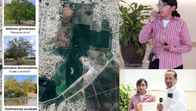 Photo of Analiza la UAT uso de plantas nativas