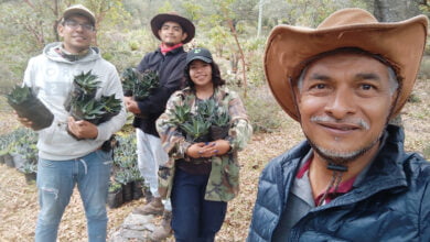 Photo of Busca la UAT preservar la genética de especies de maguey