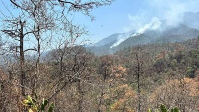 Photo of Proyectan reforestación del Cañón del Novillo