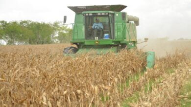 Photo of Lluvias dan un respiro al campo tamaulipeco