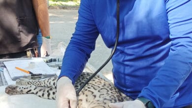 Photo of Realiza la UAT estudio para proteger el ocelote en Tamaulipas