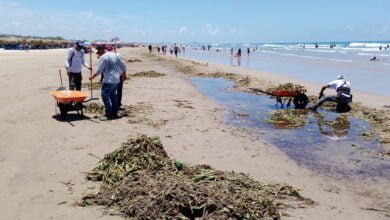 Photo of Intensifican trabajos de retiro de lirio y palizada en playa miramar