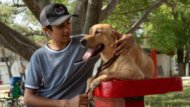 Photo of Pondrá la UAT en adopción a héroes caninos