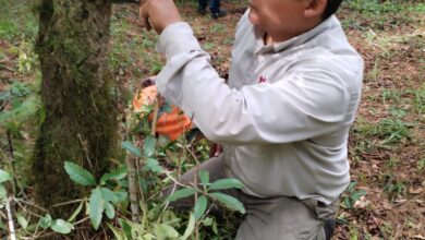 Photo of Comisión de Parques monitorea al oso negro americano en Tamaulipas