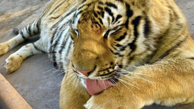 Photo of Implementan cerco para capturar a tigre en Reynosa