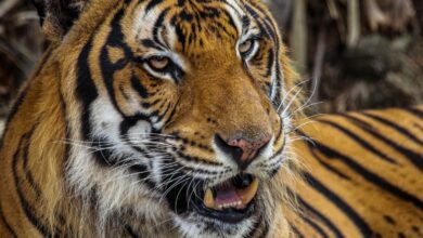 Photo of Capturan a tigre que escapó de zoológico en Reynosa
