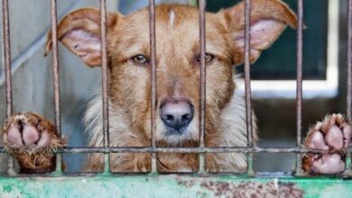 Photo of Pocos denuncian maltrato animal en Tamaulipas