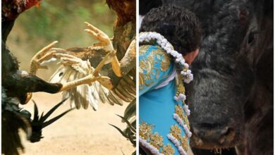 Photo of Prohibirán peleas de gallos y corridas de toros en Tamaulipas