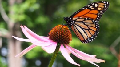 Photo of Es Tamaulipas, clave para conservación de la mariposa monarca