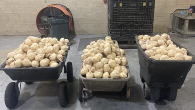 Photo of Decomisan cargamento de metanfetaminas ocultas entre jícamas