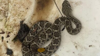 Photo of Tremendo susto: atrapan víbora de cascabel en una vivienda
