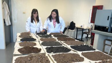 Photo of Analiza estudiante de la UAT la presencia de metales pesados en suelos de cultivo citrícola
