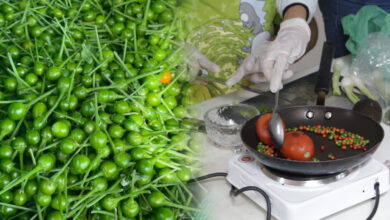 Photo of La UAT impulsa la preservación del chile piquín