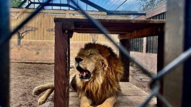 Photo of Fiscalía confirma muerte de cuidador por ataque de león en Altamira