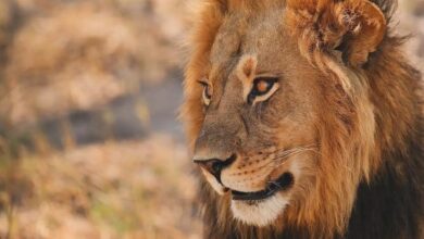 Photo of León ataca y mata a hombre en zoológico de Altamira