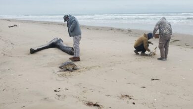 Photo of Rescata Comisión de Parques 40 tortugas verdes en playas