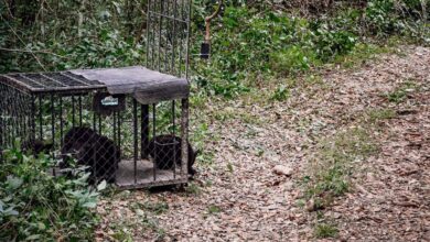 Photo of Familia de osos negros es reintegrada a su hábitat