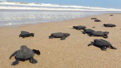 Photo of Protege Comisión de Parques y Biodiversidad más de 30 mil huevos de tortuga lora