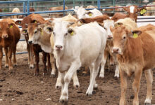 Photo of Ganaderos se reinventan: becerros alcanzan hasta 20 mil pesos