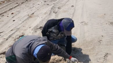 Photo of Incrementa Tamaulipas resguardo de huevos de tortuga Lora en un 20%