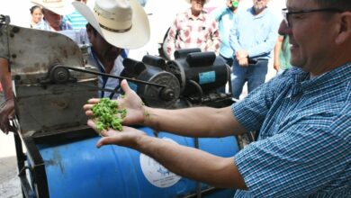 Photo of Promueven el uso del nopal como estrategia alimentaria sustentable