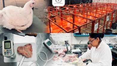 Photo of Producirá la UAT pollos de engorda