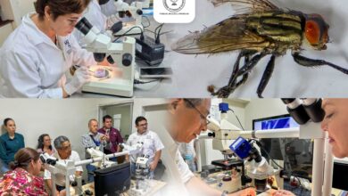 Photo of Colabora la UAT en medidas contra el gusano barrenador