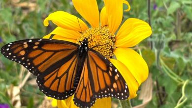 Photo of Facilita Tamaulipas migración de la mariposa Monarca: CPBT