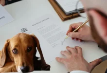 Photo of Legisla Congreso sobre custodia de mascotas tras divorcio