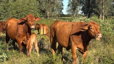 Photo of Refuerza Tamaulipas blindaje sanitario para proteger al sector ganadero