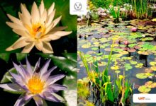 Photo of Colabora UAT en la conservación de humedales y ecosistemas acuáticos