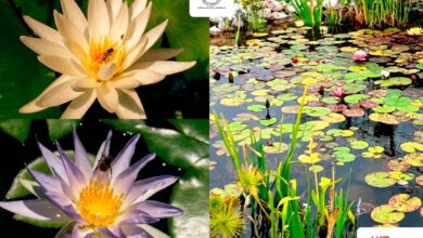 Photo of Colabora UAT en la conservación de humedales y ecosistemas acuáticos