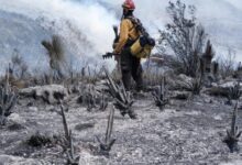 Photo of Logran liquidar incendio forestal en Bustamante