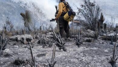 Photo of Logran liquidar incendio forestal en Bustamante