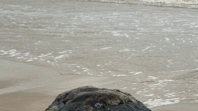 Photo of Chapopote en costas de Tamaulipas no afectó a turistas