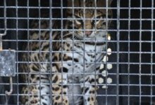 Photo of Tamaulipas libera especies tras rehabilitación especializada