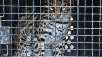 Photo of Tamaulipas libera especies tras rehabilitación especializada