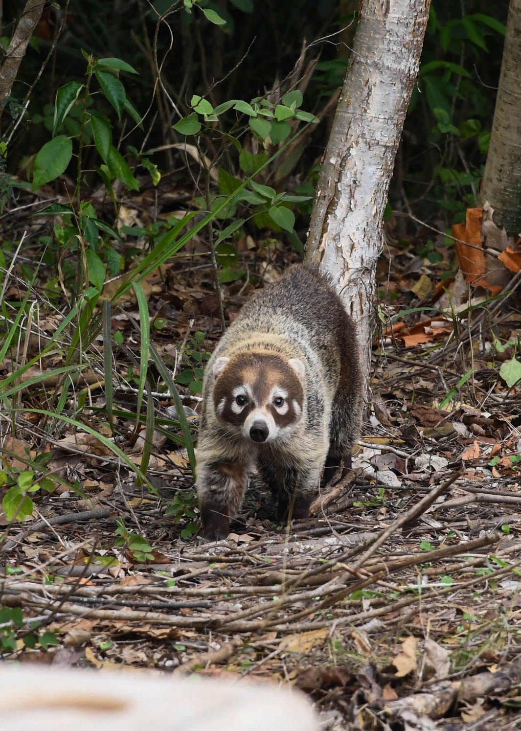 Tras ser considerados aptos para su liberación, los nueve ejemplares fueron liberados.