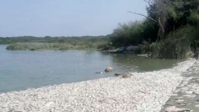 Photo of Mortandad de peces por cambio en salinidad en el agua