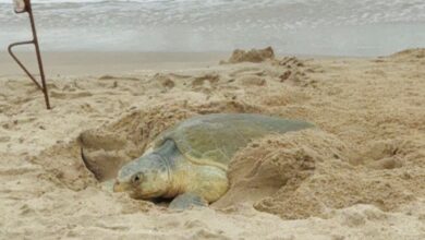 Photo of Protege Tamaulipas 222 mil huevos de tortuga Lora