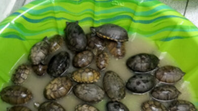 Photo of Aseguran 350 tortugas enviadas como “juguetes” a Tamaulipas