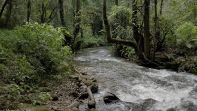 Photo of Represión a los que defienden el bosque en Huixquilucan