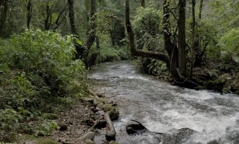 bosque_huixquilucan