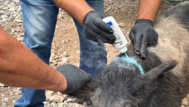 Photo of En Tamaulipas liberarán moscas estériles contra el gusano barrenador