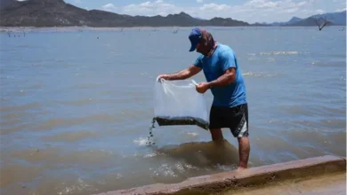 Photo of Tamaulipas apuesta por repoblar sus presas con tilapia